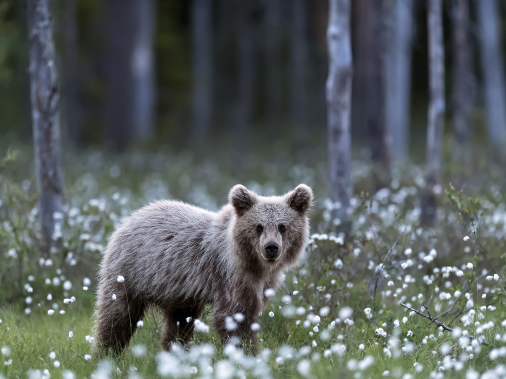Маленький бурый медвежонок стоит на поляне с белыми цветами