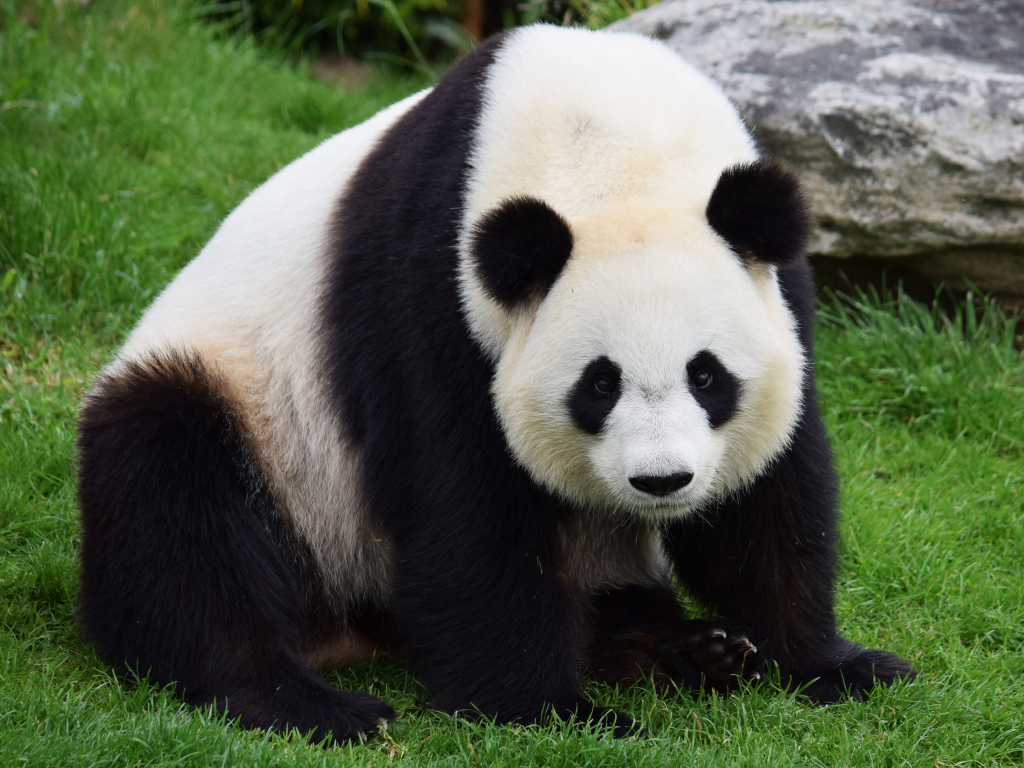Большая красивая панда сидит на зеленой траве