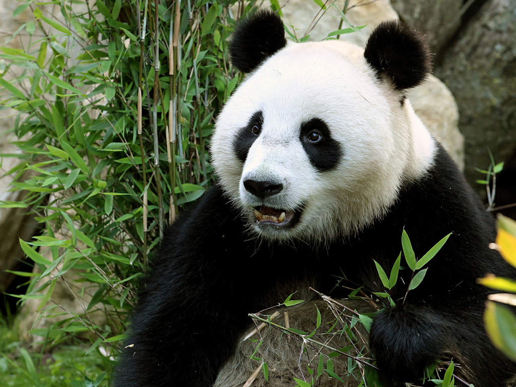 Funny face of a panda bear