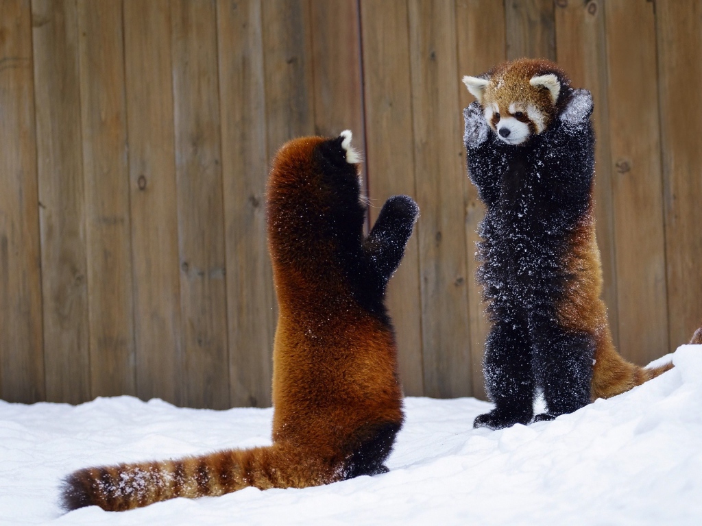 Две игривые малые панды на снегу 