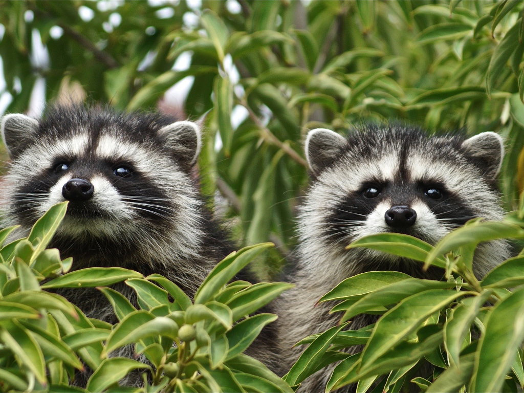 Два енота прячутся в зеленых листьях