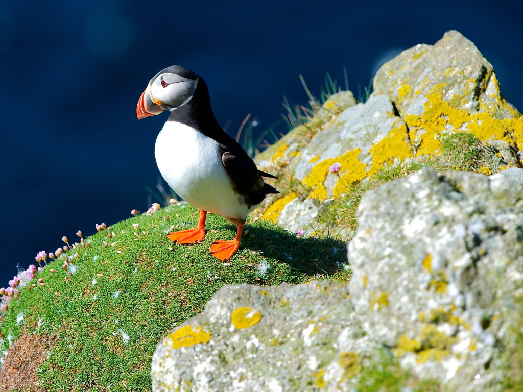 Маленькая птица тупик на скале 