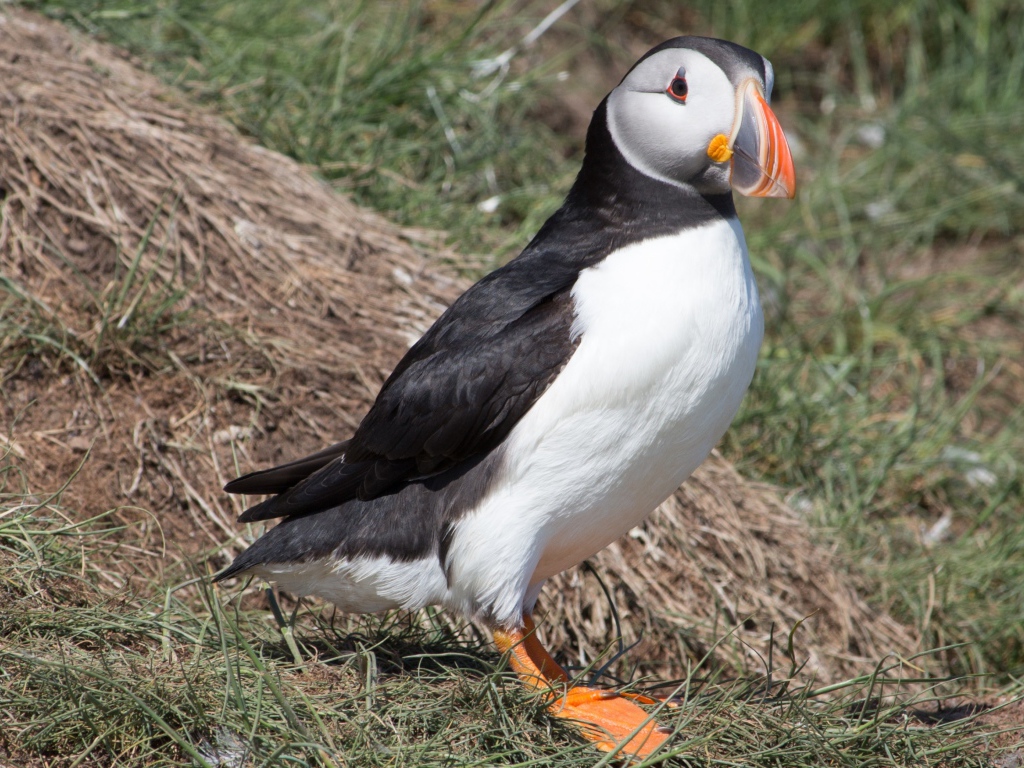 Забавная птица тупик 