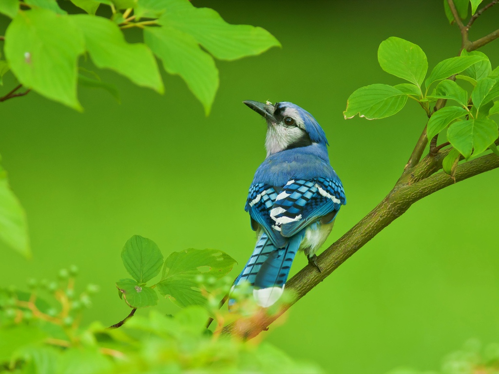 Маленькая голубая сойка сидит на ветке с зелеными листьями