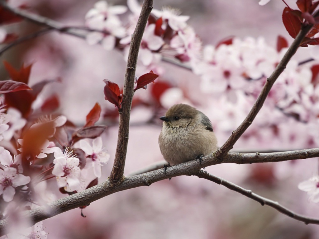 Маленький воробей на цветущей весенней ветке 