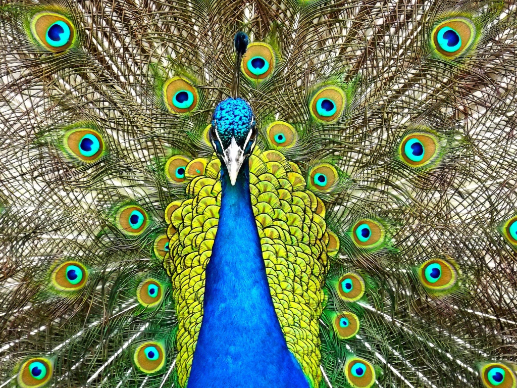 Красивый павлин распустил хвост  