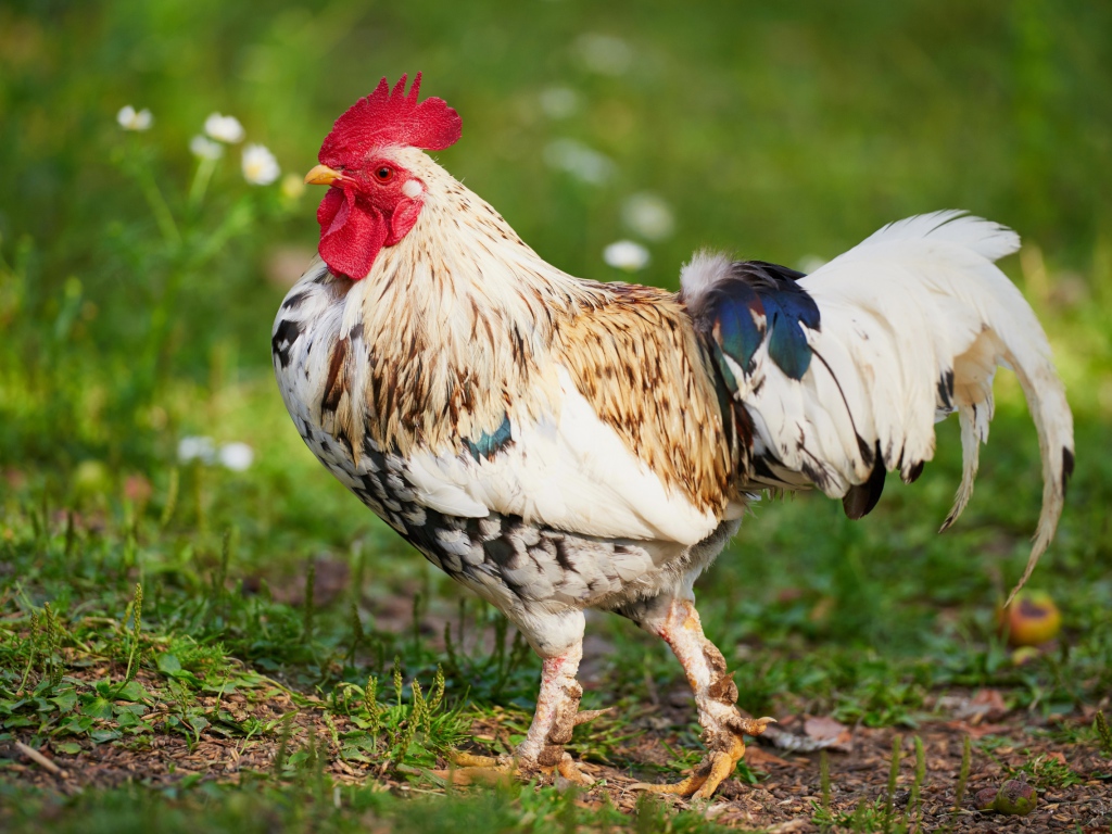 Красивый породистый петух 