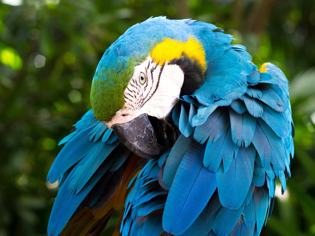 Большой попугай сине-жёлтый ара