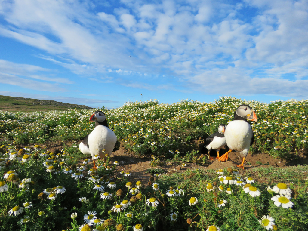 Птицы тупики на ромашковом поле под голубым небом