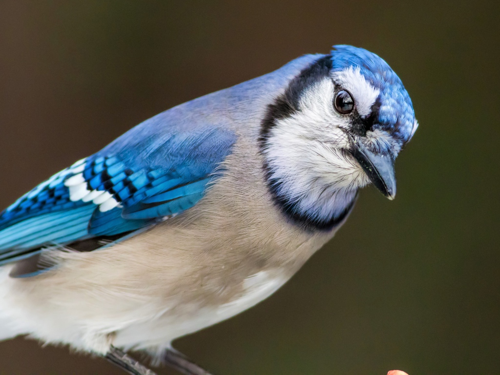 Голубая сойка крупным планом