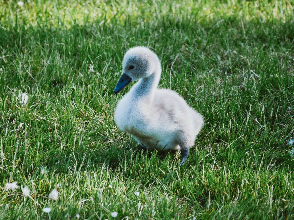 Милый маленький птенец лебедя на зеленой траве 