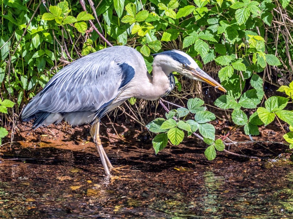 Серая цапля охотится в воде