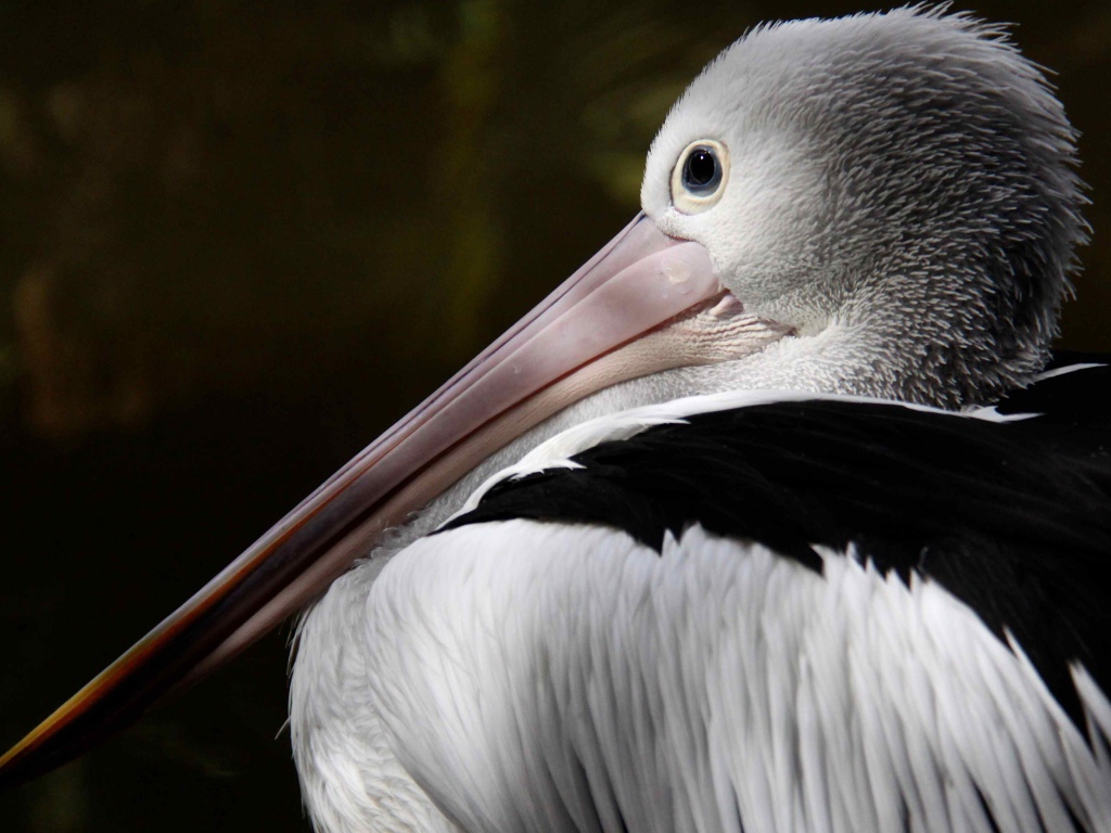 Большой австралийский пеликан крупным планом