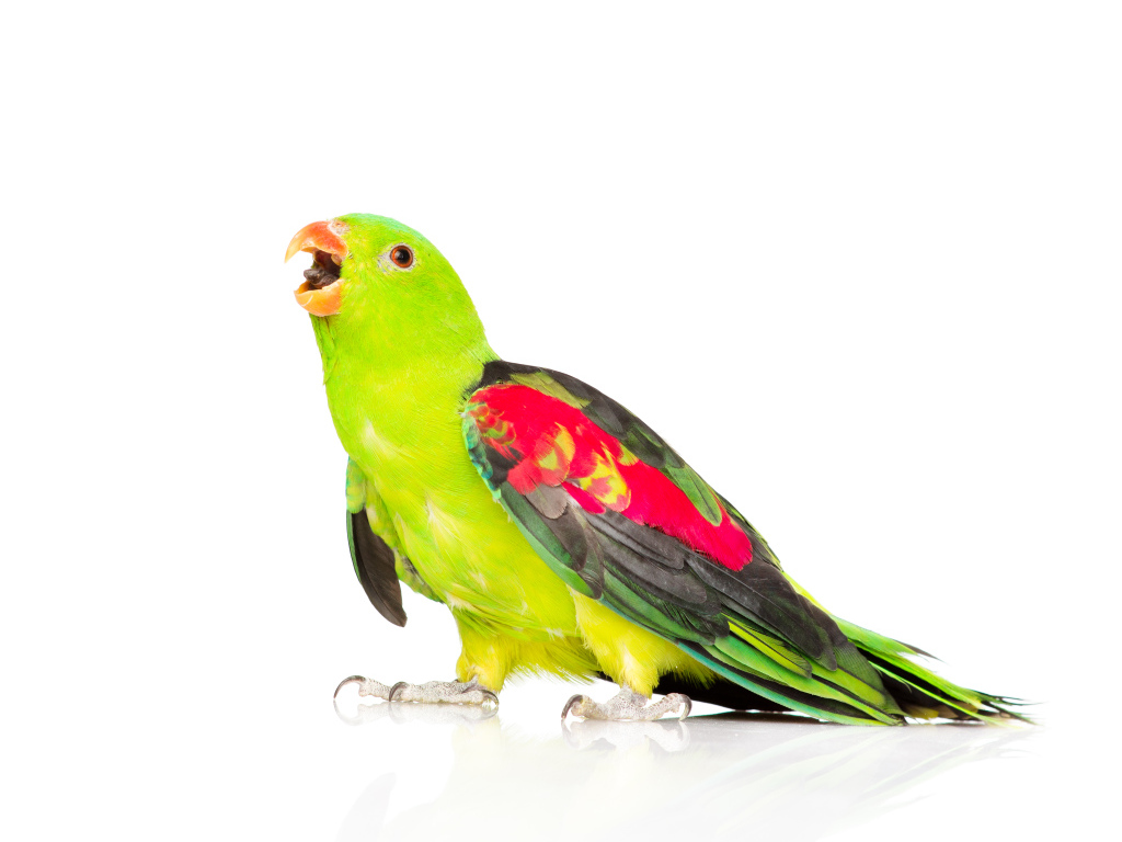 Зеленый попугай с разноцветными крыльями на белом фоне