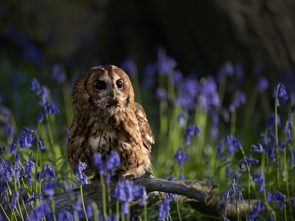 Сова сидит на сухой коряге среди голубых весенних цветов 