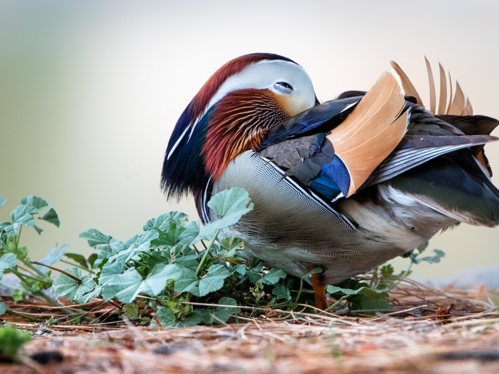 Спящая разноцветная уточка мандаринка 