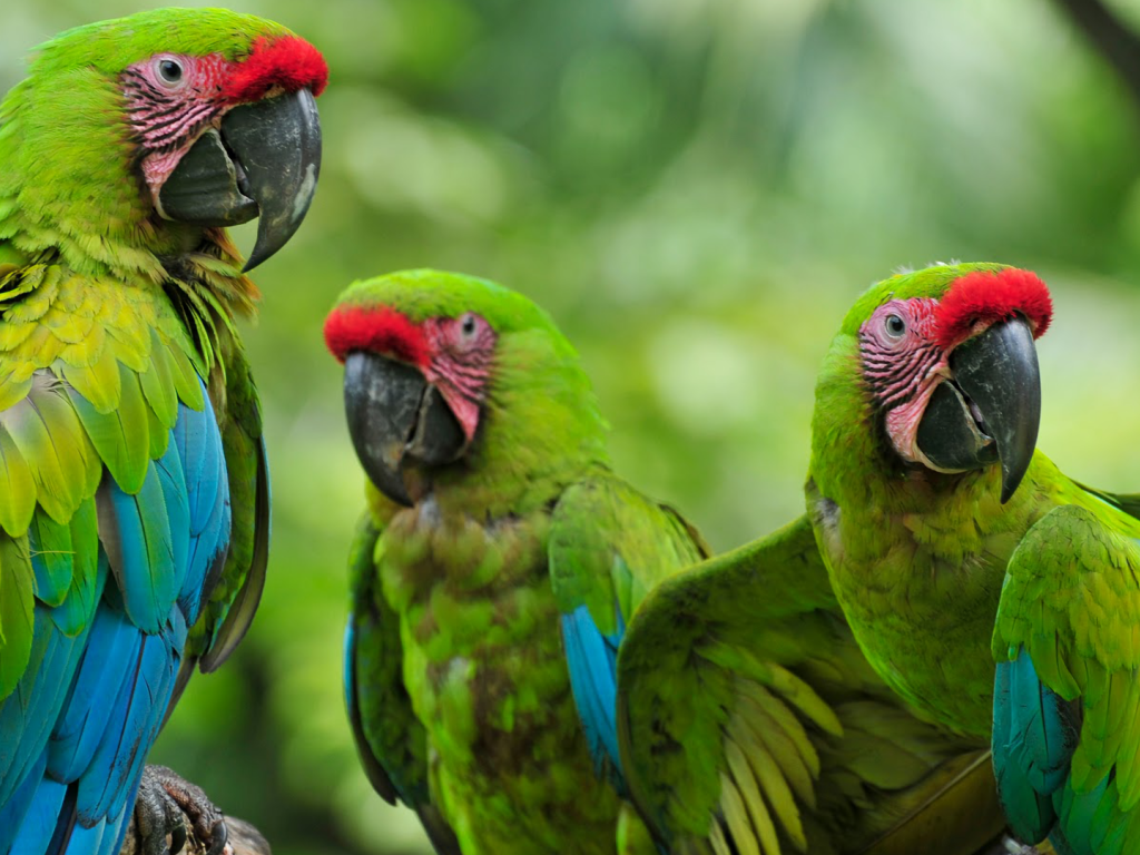 Три зеленых малый солдатских ара на ветке 