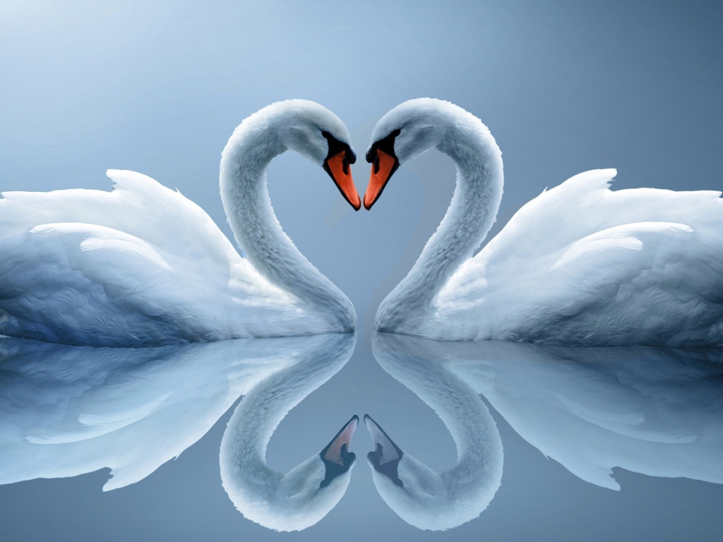 Два влюбленных белых лебедя отражаются в воде 