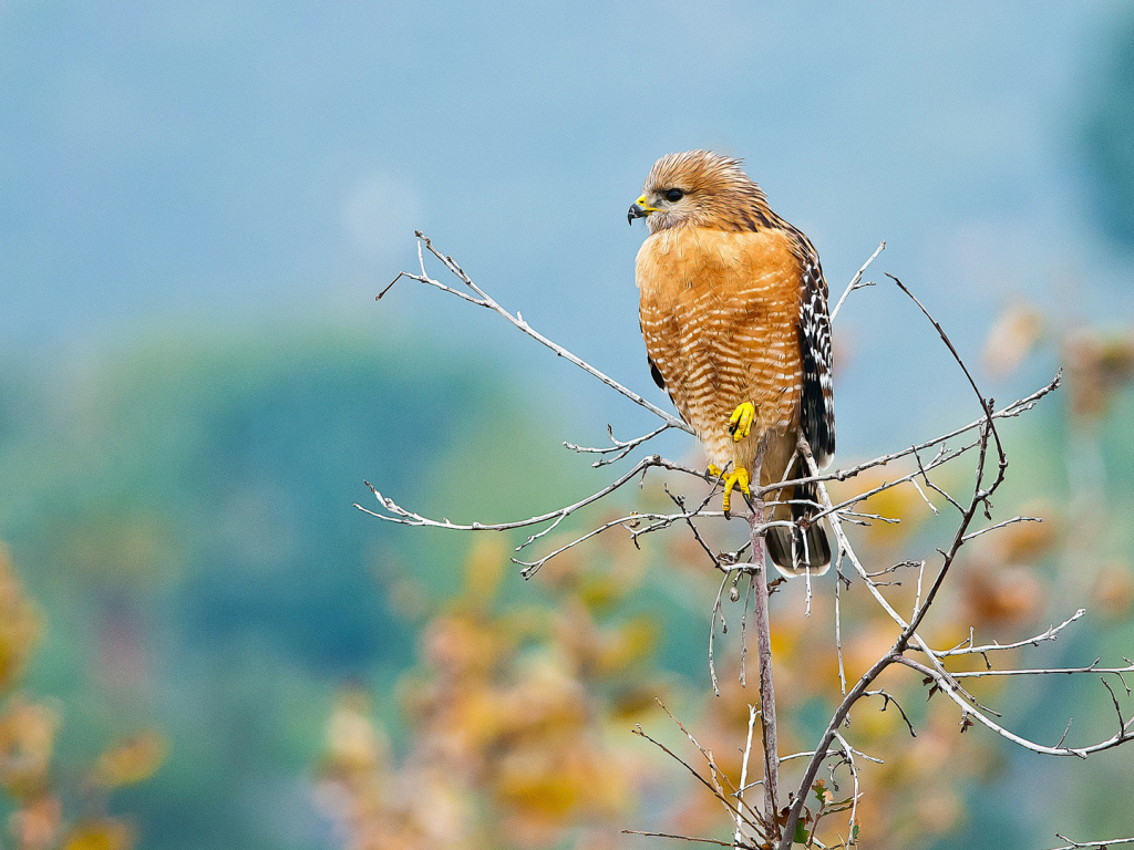 Желтый хищный ястреб сидит на ветке 