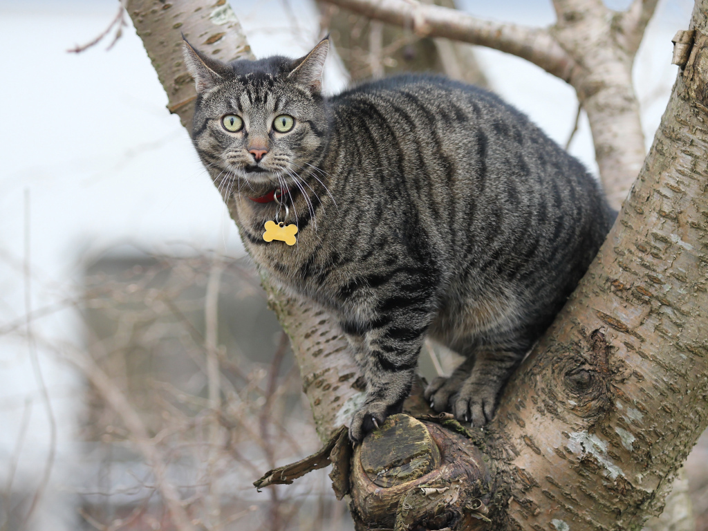 Испуганный серый кот сидит на дереве