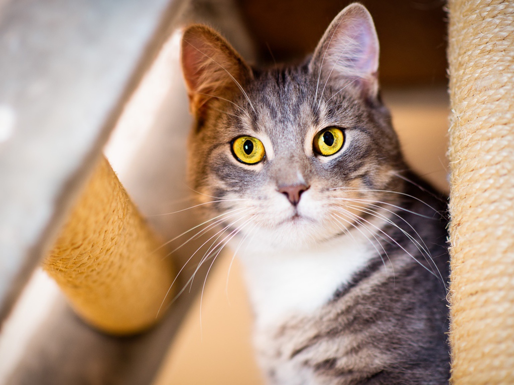 Взгляд серого кота с большими желтыми глазами