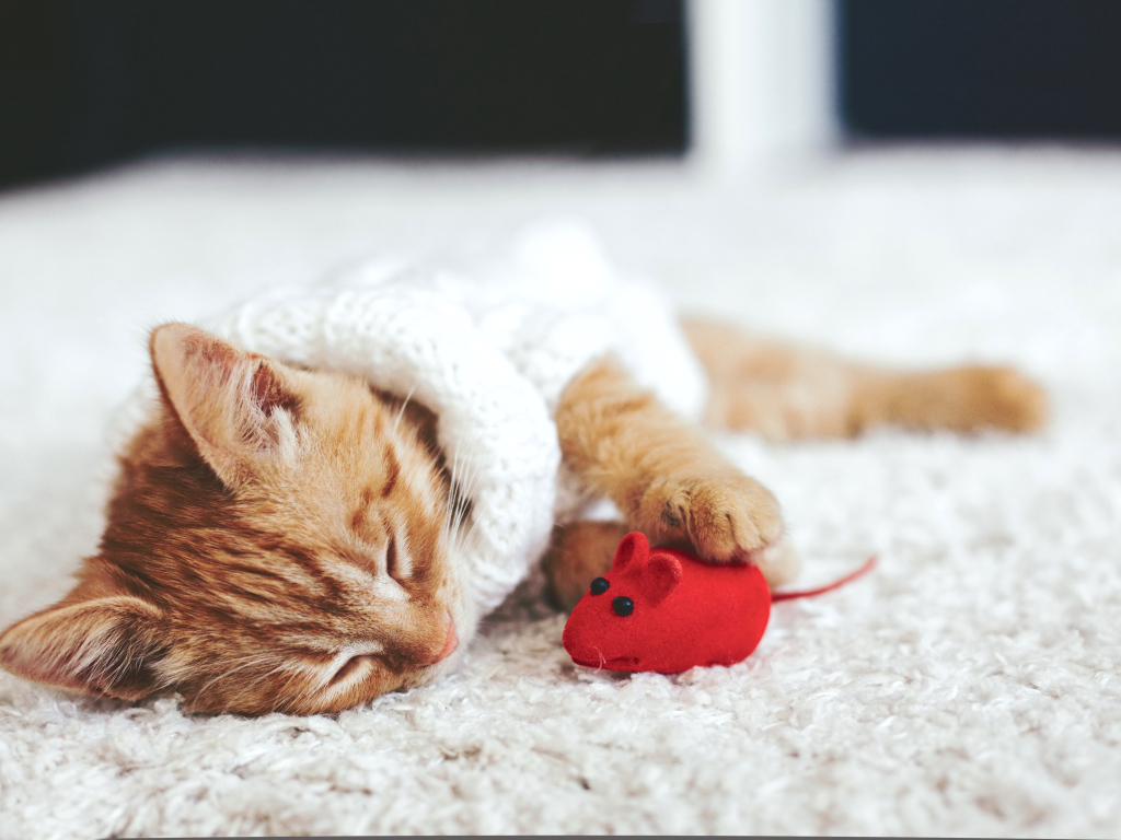 Маленький рыжий котенок спит с игрушечной мышкой