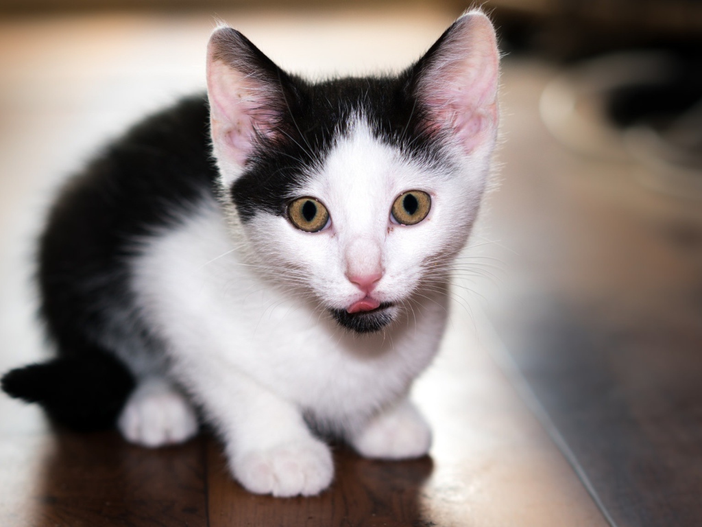 Маленький черно-белый котенок с высунутым языком