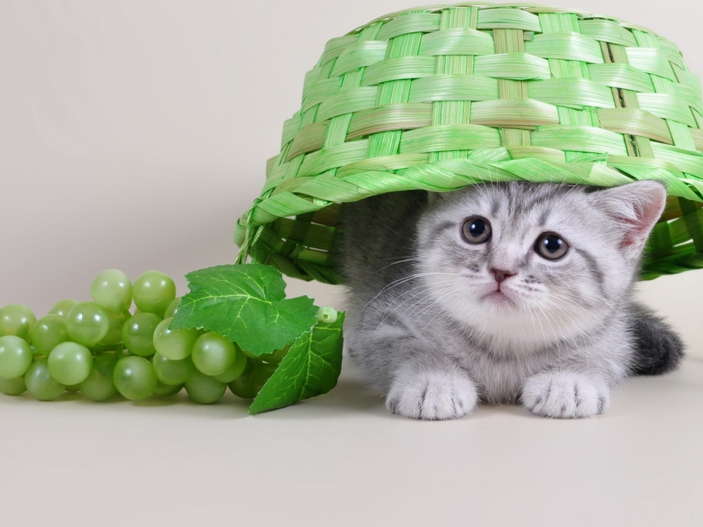 Маленький серый котенок сидит под зеленой плетеной корзиной