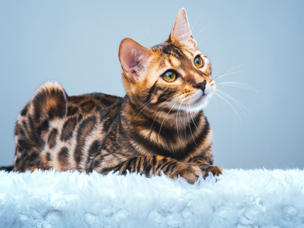 Красивая бенгальская кошка смотрит заинтересованным взглядом