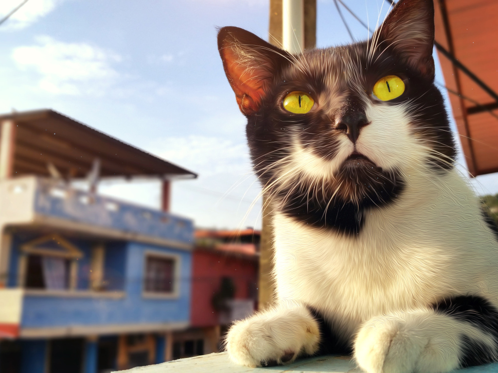 Красивый черно-белый кот с большими желтыми глазами