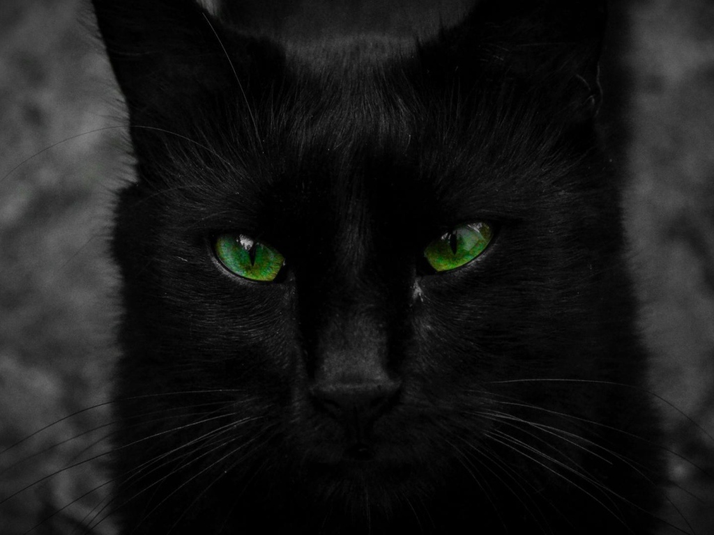 Красивый черный кот с большими зелеными глазами