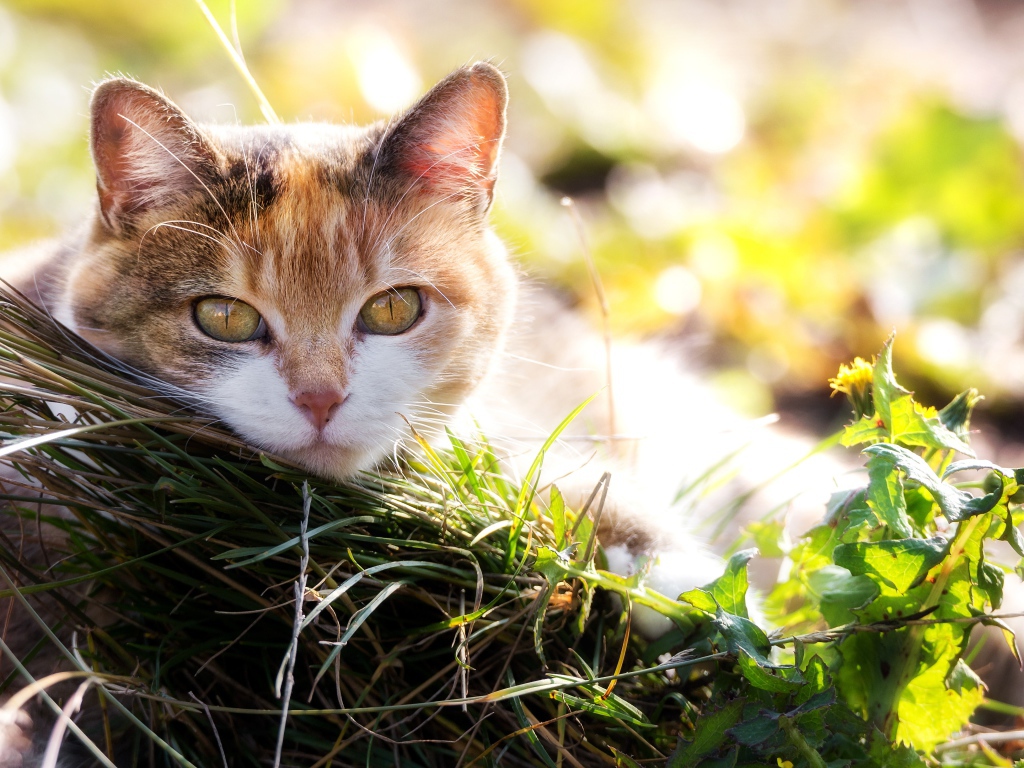 Красивая кошка с выразительным взглядом лежит на траве