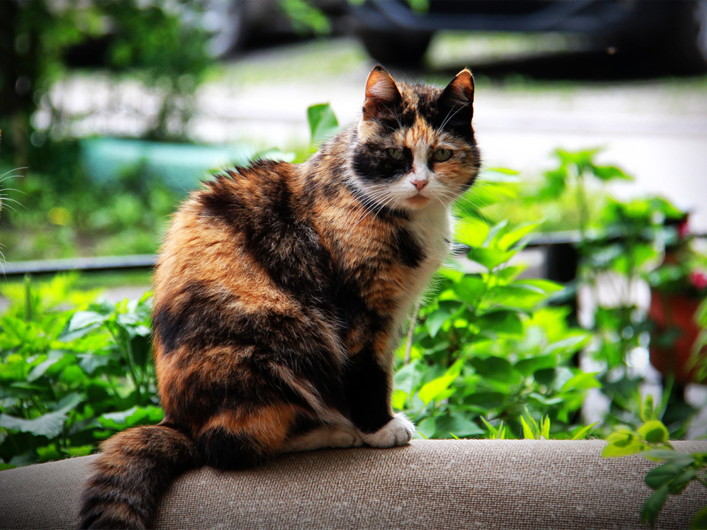 Красивая домашняя трехцветная кошка