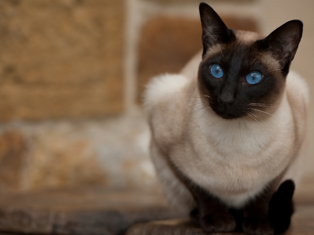 Красивый взгляд голубоглазой сиамской кошки