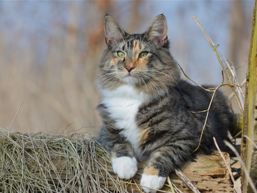 Большой красивый пушистый кот лежит на дереве 