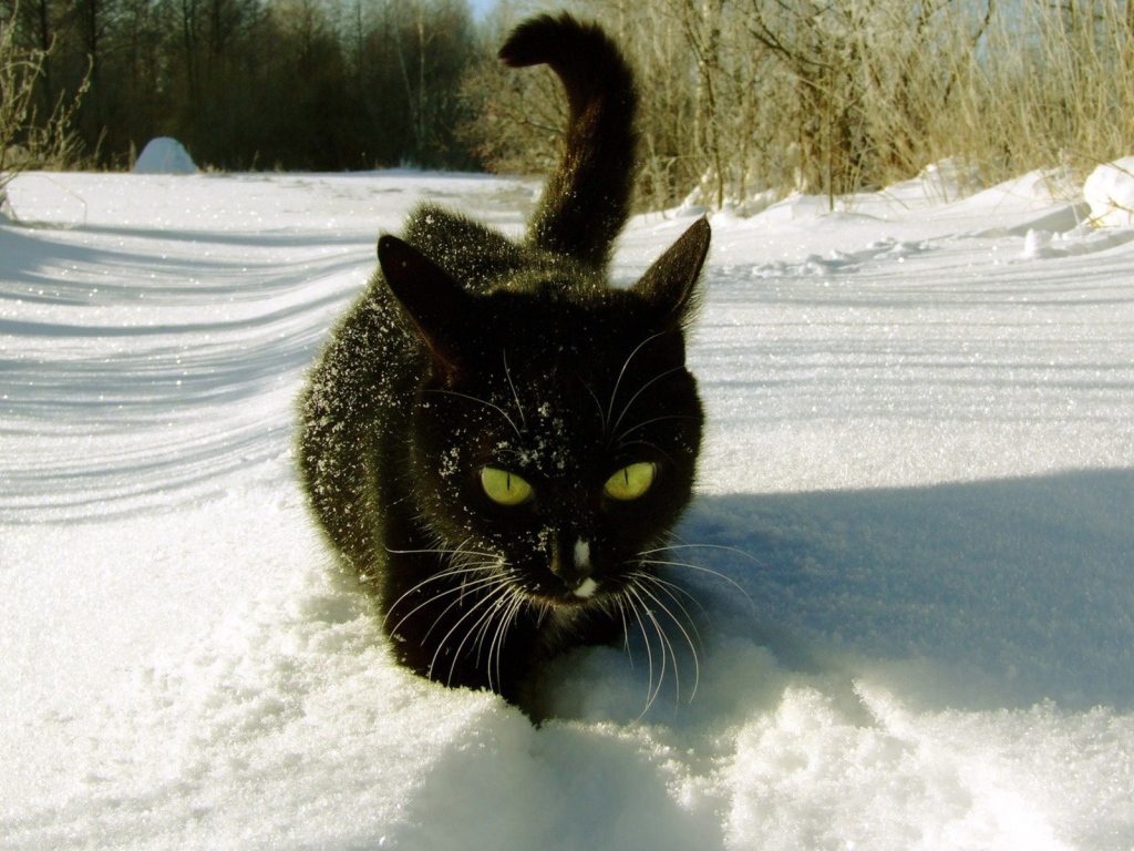 Черный кот с желтыми глазами идет по белому снегу