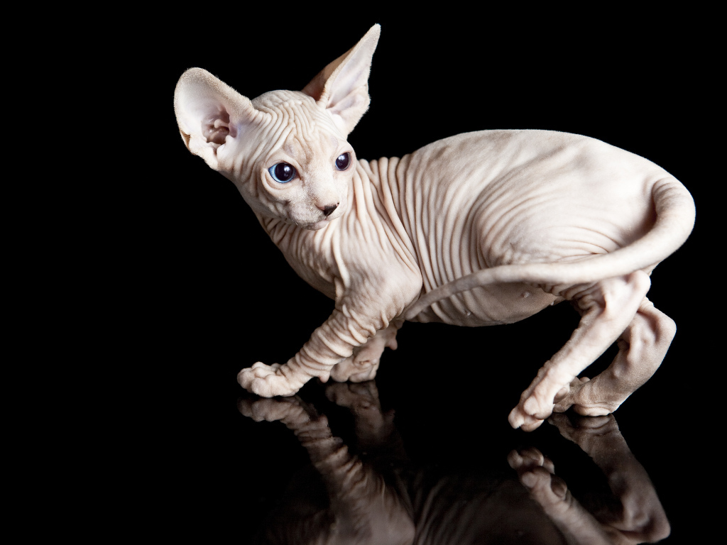 Голубоглазый котенок породы сфинкс на черном фоне