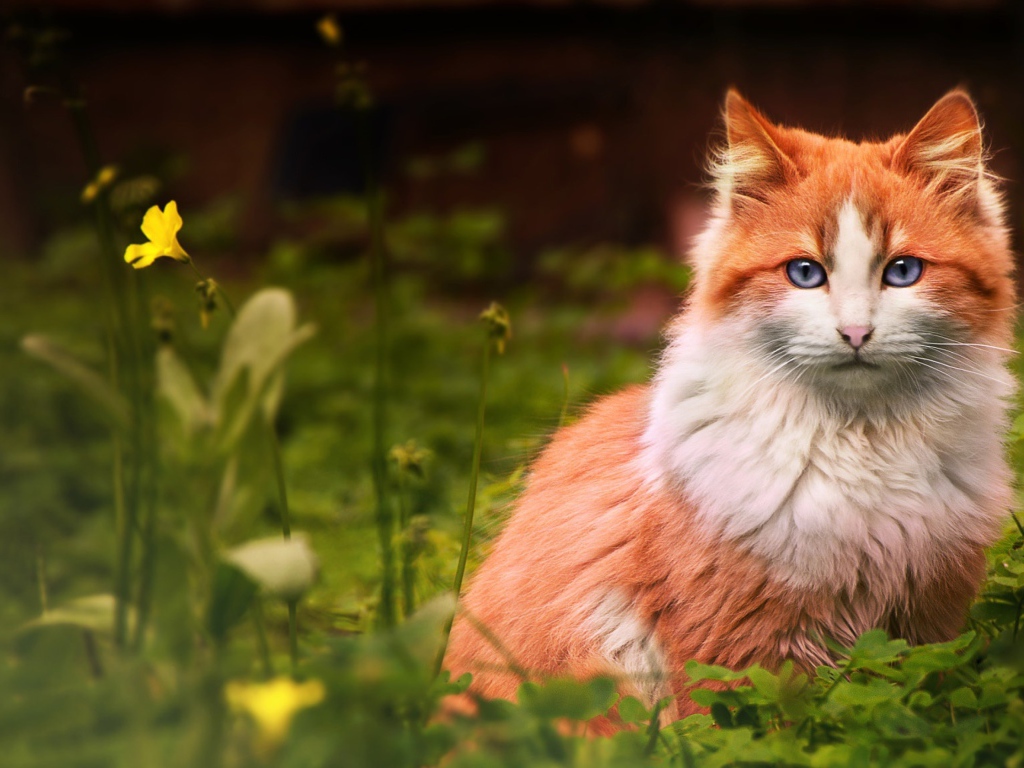 Голубоглазый рыжий кот сидит в зеленой траве