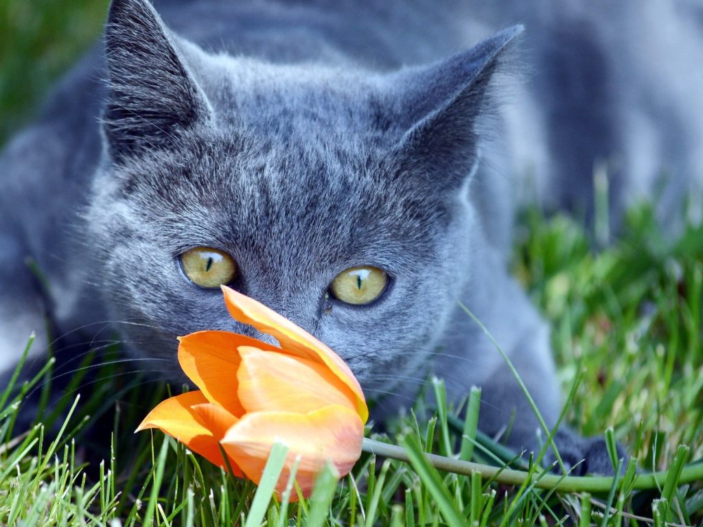 Кот британец нюхает оранжевый тюльпан 