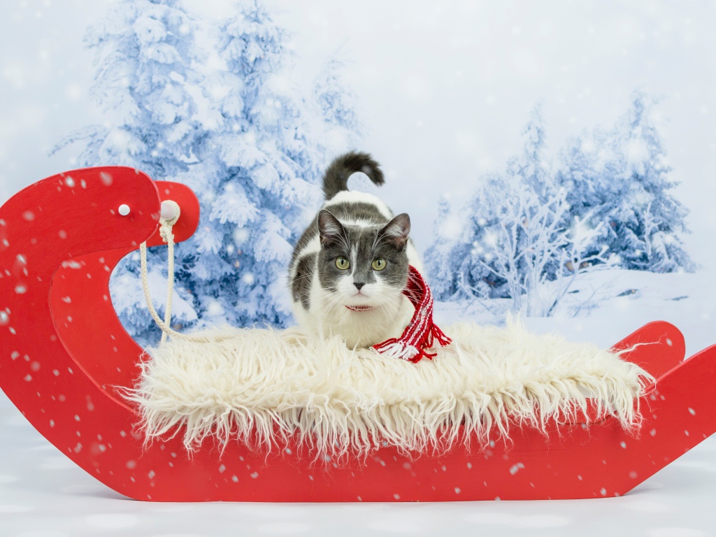 Кот в праздничных красных санях зимой