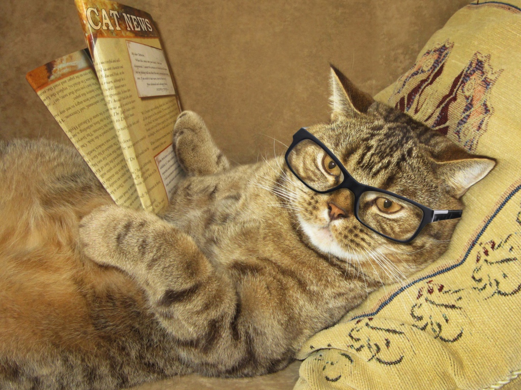 Забавный серый кот в очках и с газетой лежит на подушке