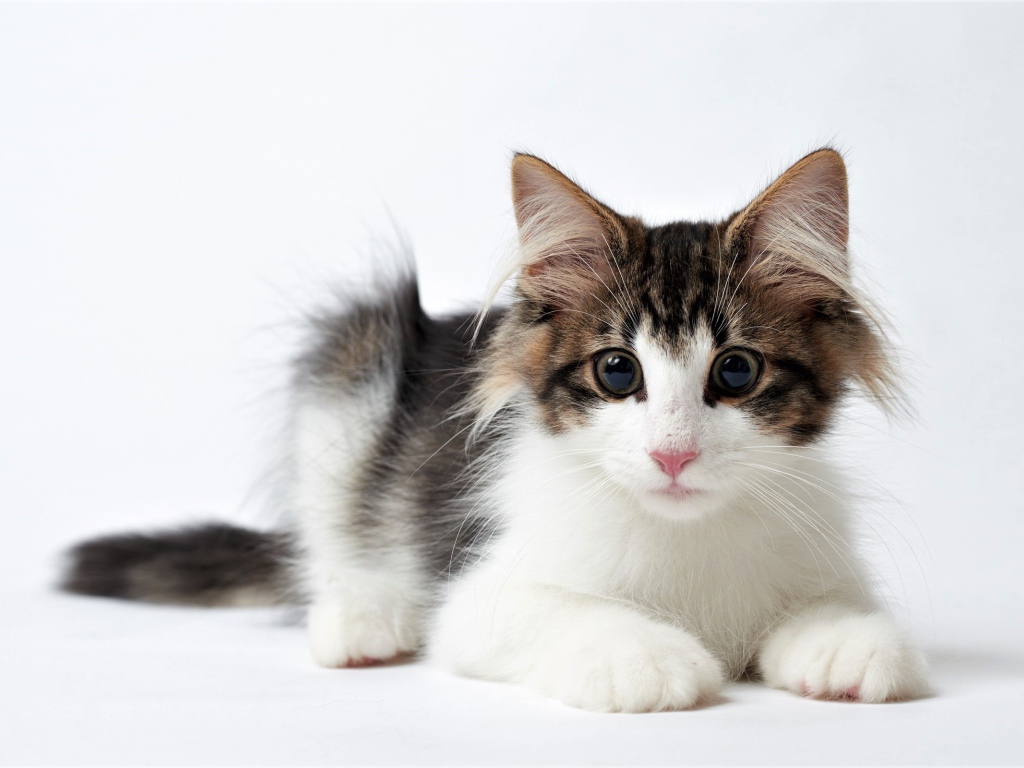 Забавный котенок с большими глазами на белом фоне