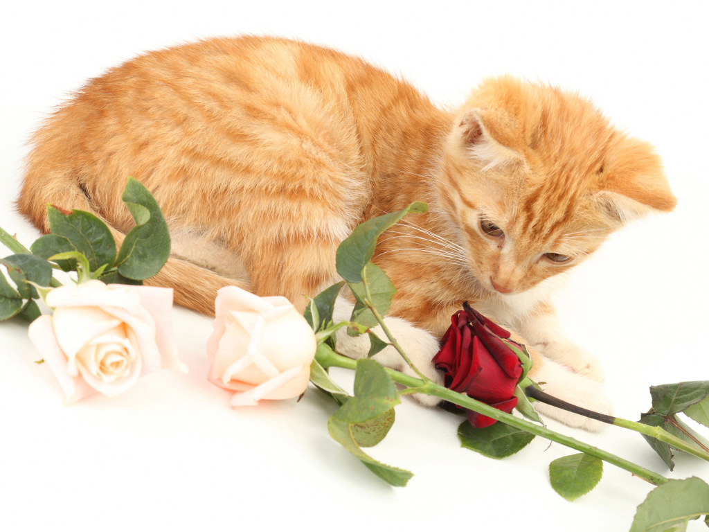 Рыжий котенок с розами на белом фоне