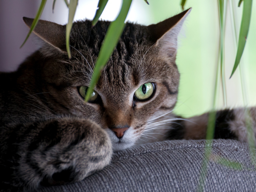 Зеленоглазый серый кот лежит на диване