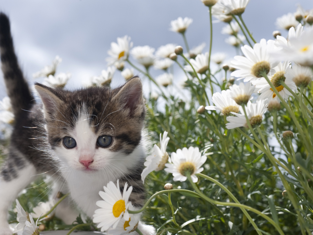 Маленький милый котенок в белых ромашках