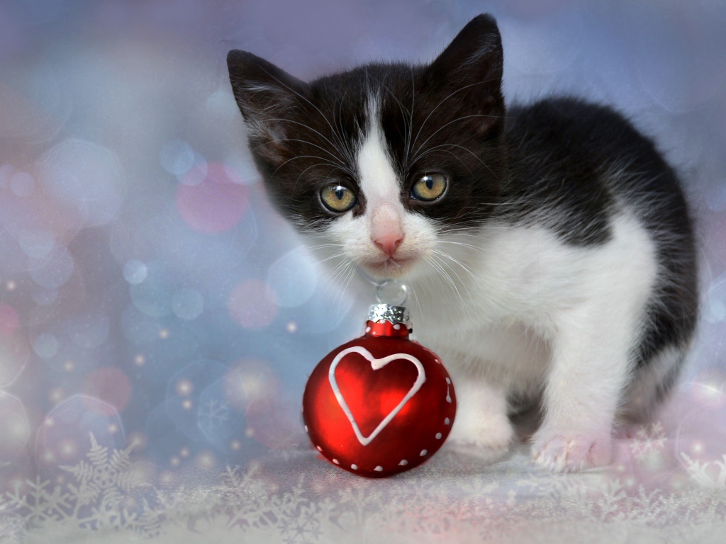Маленький котенок с красным елочным шариком в зубах