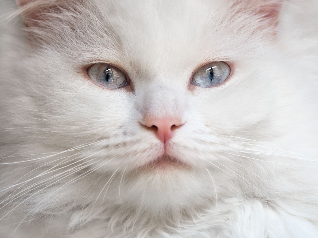 Морда красивого белого кота с голубыми глазами