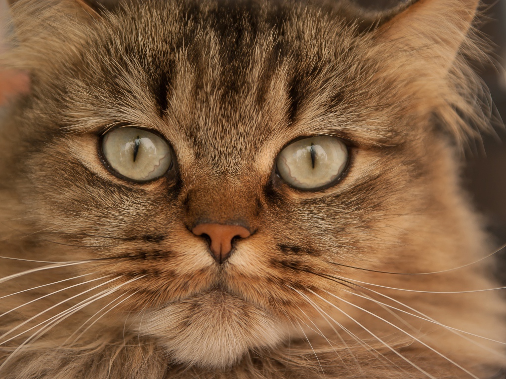 Морда большой пушистой серой кошки