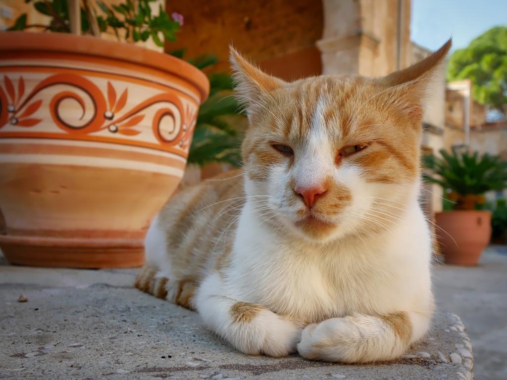 Рыже-белая кошка лежит на дороге у кувшина