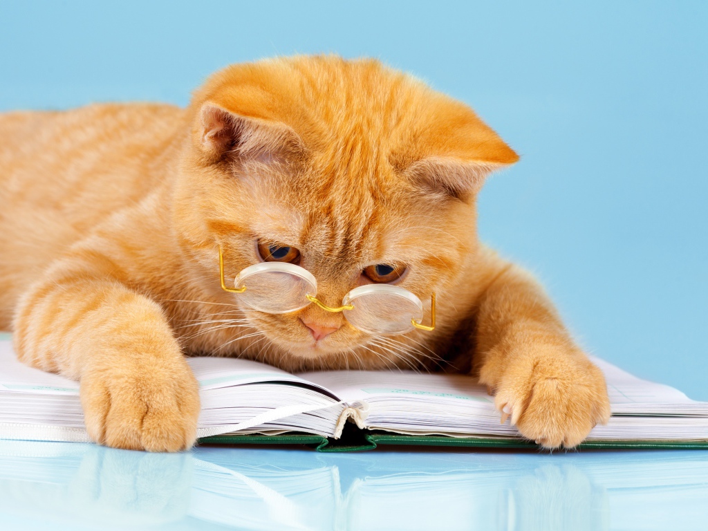 Рыжий забавный кот в очках с книгой 